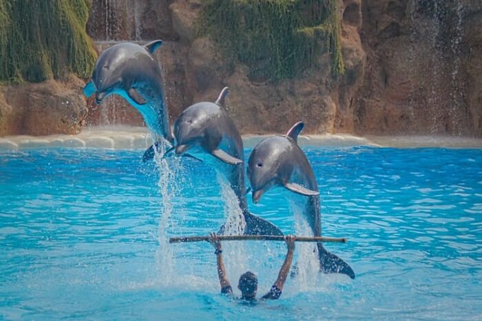 Dolphin Show Dubai Dolphinarium