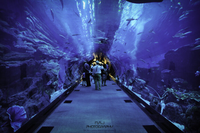 Dubai Aquarium Underwater Zoo